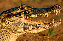 RF- Black / Jacare caiman (Caiman niger) head portrait with open mouth. Pantanal, Brazil. (This image may be licensed either as rights managed or royalty free.)