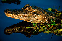 Black / Jacare caiman {Caiman niger} portrait, reflected in water. Pantanal, Brazil.