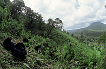 Mountain gorillas resting in clearing {Gorilla gorilla beringei}, Virunga NP Zaire