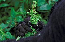 Mountain Gorilla hand holding plant {Gorilla gorilla beringei}, Virunga NP, DR of Congo