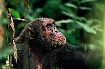 Male Chimpanzee 'Opi' {Pan troglodytes} Tongo, Virunga NP, DR of Congo, Africa