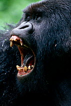Mountain gorilla yawning {Gorilla beringei} Virunga NP, Dem Rep Congo