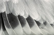 Close up of Lesser black backed gull feathers {Larus fuscus} UK
