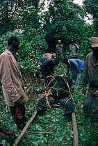 Wardens remove body of Mountain gorilla {Gorilla beringei} for post mortem, Virunga NP, Dem Rep Congo