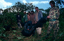 Wardens remove body of Mountain gorilla {Gorilla beringei} for post mortem, Virunga NP, Dem Rep Congo