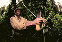 Destruction of bamboo snare by Park ranger, protecting Mountain gorillas {Gorilla beringei} Virunga NP, Democratic Republic of Congo (formerly Zaire)
