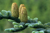Noble fir tree cones {Abies procera} Scotland, UK