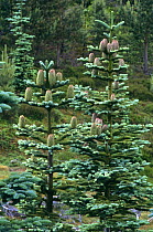 Noble fir tree with cones {Abies procera} Scotland, UK