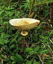 Wood parasol mushroom {Lepiota sp} Norfolk, UK