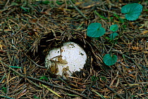 Stinkhorn fungus at egg stage {Phallus impudicus} UK