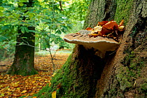 Bracket fungus on Beech trunk {Ganoderma sp} England, UK