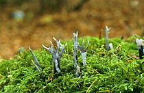 Candle snuff fungus in moss {Xylaria hypoxolon} Lancs, England, UK