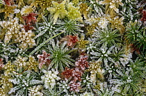 Frosted mosses, {Polytrichum sp.} & {Sphagnum sp.} Damp woodland, Inverness, Scotland