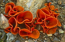 Orange peel fungus {Aleuria aurantia} Argyll, Scotland, UK