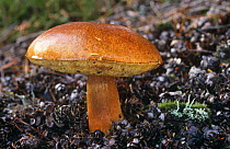 Bay boletus fungus {Boletus badius} Inverness, Scotland, UK