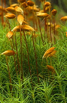 Moss, {Polytrichum commune} with spore capsules Moorland, Glen Speen, Inverness, Scotland