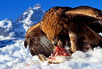 Golden eagle feeding {Aquila chrysaetos} Matterhorn, Switzerland. Captive