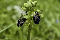 Sombre bee orchid {Ophrys fusca} with pollinating male bees {Andrena} sp. pseudo-copulation
