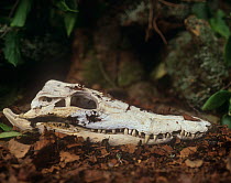 Skull of Saltwater crocodile {Crocodylus porosus}