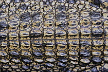 Close-up of skin on back of Saltwater crocodile {Crocodylus porosus} captive, Cairns, Australia,
