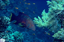 Lunar tailed grouper {Variola louti} + symbiotic Bluestreak cleaner fish {Labroides dimidiatus} Red Sea
