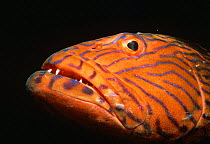 Blue lined grouper {Plectropomus oligacanthus} Papua New Guinea