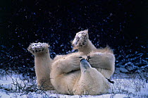 Polar bear lying on back playing with twig {Ursus maritimus} Canada Churchill,