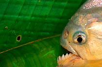Piranha {Serrasalmidae family} Pantanal, Brazil.