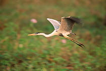 Portrait of flying Cocoi heron {Ardea cocoi} Pantanal, Mato Grosso, Brazil.