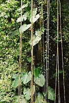Tropical rainforest lianas (climbing vines) Trinidad, Caribbean.