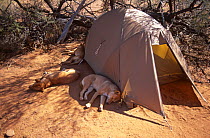 Dingos {Canis dingo} asleep in shade of photographer's tent, Australia