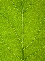 Close-up of Sycamore leaf {Acer pseudoplatanus} showing leaf veins in detail
