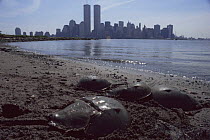 Horseshoe crabs {Limulus polyphemus} spawning on beach, Manhattan, New York.