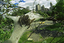Caterpillar larvae of Eastern tent moth {Malacosoma americanum} on silken spun tent, Central Park, New York, USA