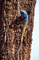 Male Agama lizard {Agama atriocollis} on tree bark, very colourful in breeding season. Kruger NP, South Africa