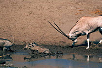 Gemsbok {Oryx gazella gazella} chasing warthogs at waterhole. Etosha NP, Namibia.
