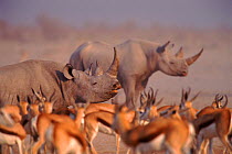 Two Black rhinoceros (Diceros bicornis) with Springbok in foreground. Etosha NP, Namibia, Southern Africa