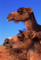 Bactrian camel {Camelus bactrianus} domestic, Gobi desert, Mong.