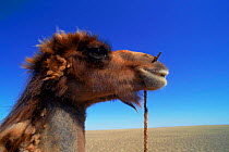 Male domestic Bactrian camel {Camelus bactrianus} rope through nose to controll it, Gobi desert, Mongolia