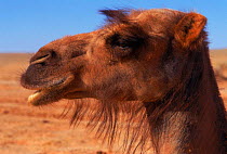 Domestic Bactrian camel {Camelus bactrianus} - hair round eyes is adaptation to deserts, prevent sand blowing in eyes. Gobi desert, Mongolia. (Hair is adaptation to deserts, prevent sand blowing in ey...