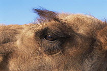 Domestic Bactrian camel {Camelus bactrianus} hair round eyes protects against sandstorm