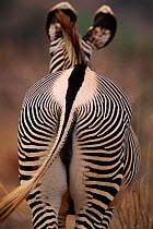 Rear view of Grevy's zebra {Equus grevyi} Masai Mara NR, Kenya