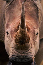 Close-up of horn and head of White rhinoceros (Ceratotherium simum). Lake Nakuru NP, Kenya, East Africa