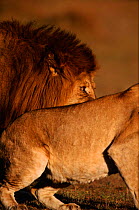 Male Lion (Panthera leo) above other lion's back. Masai Mara NR, Kenya, East Africa