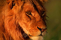 Head portrait of male Lion (Panthera leo). Masai Mara NR, Kenya, East Africa