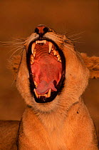 Head portrait of lioness (Panthera leo) yawning. Masai Mara NR, Kenya, East Africa