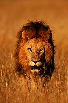 Male Lion (Panthera leo) walking to camera. Masai Mara NR, Kenya, East Africa