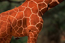 Reticulated giraffe {G. c. reticulata} with oxpeckers, Masai Mara Kenya