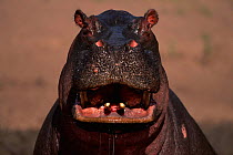 Hippopotamus {Hippopotamus amphibius} Masai Mara NR, Kenya