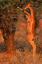 Gerenuk {Litocranius walleri} standing on hindlimbs to feed on leaves in tree, Masai Mara NR, Kenya